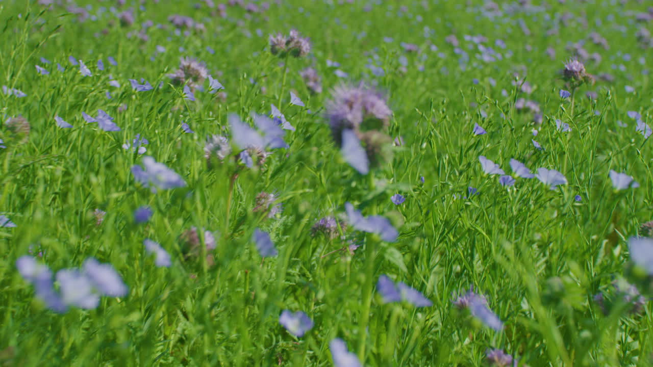 화창한 날 짐벌 포워드 미디엄 샷의 탠시 파셀리아 초원