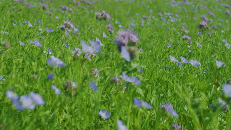 Tansy-phacelia-Meadow-on-sunny-day-gimbal-forward-medium-shot