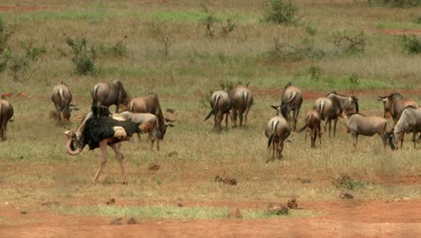 manada de avestruces y ñus somalíes en la reserva nacional de masai mara en kenia, áfrica