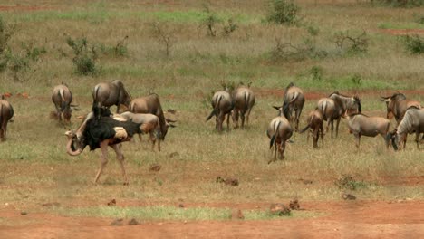 somali ostrich and wildebeest herd in masai mara national reserve in kenya, africa