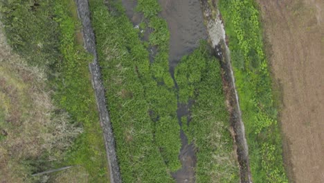 Aérea-De-Arriba-Hacia-Abajo-Volando-Sobre-Tierras-De-Cultivo-Y-Arroyos-Rurales-Japoneses