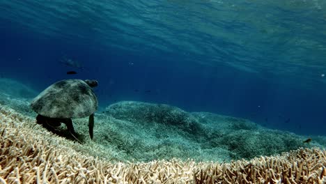 A-sea-green-turtle-resting-on-the-coral-seabed---underwater