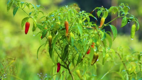 Colgando-Chiles-Frescos-En-El-Jardín-Con-Fondo-Bokeh