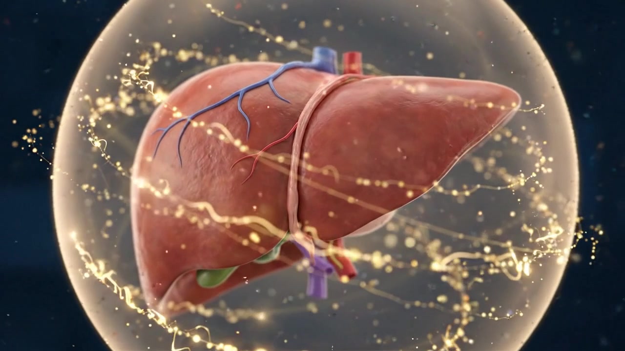 Human liver shown with liver isolated inside a transparent circular medical display in a detailed healthcare anatomy visualization