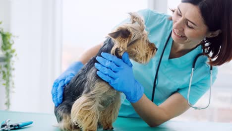 woman vet palming yorkshire terrier dog