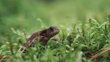 frog in the green forest bed jumping out