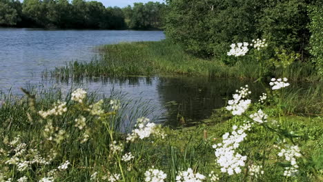 orilla del río con flores y árboles