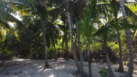 camino tropical a través de exuberantes palmeras en el parque nacional de tayrona, colombia