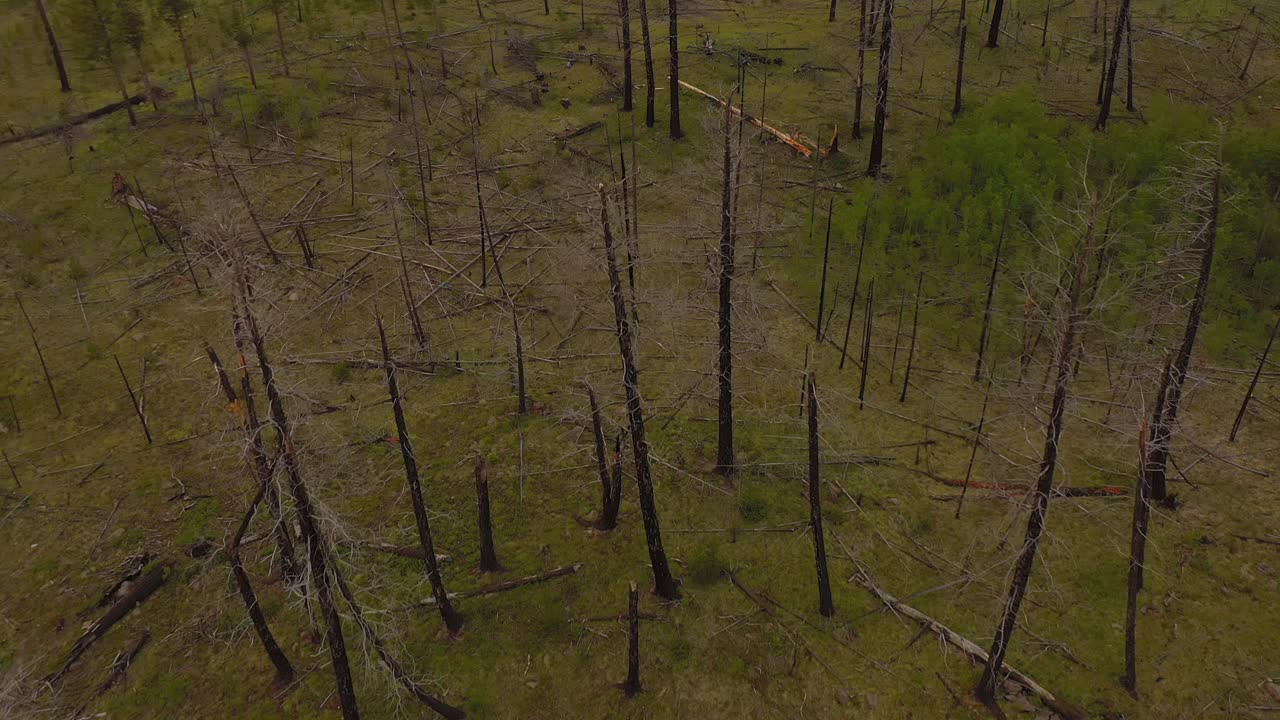 Nature's Recovery: Aerial View of Green Regrowth in Fire-Affected Pine Forest