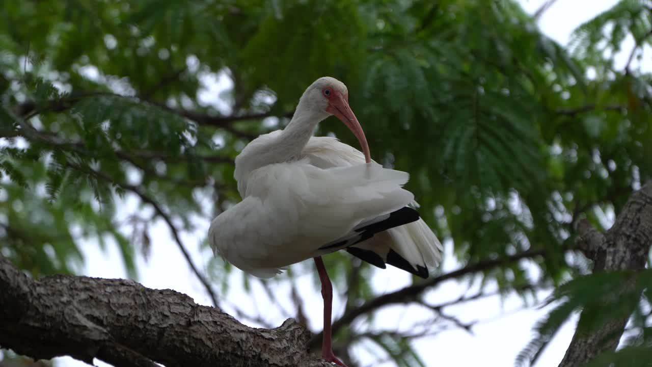 An American white ibis preening its feathers hiding on a tree branch hiding from bad weather