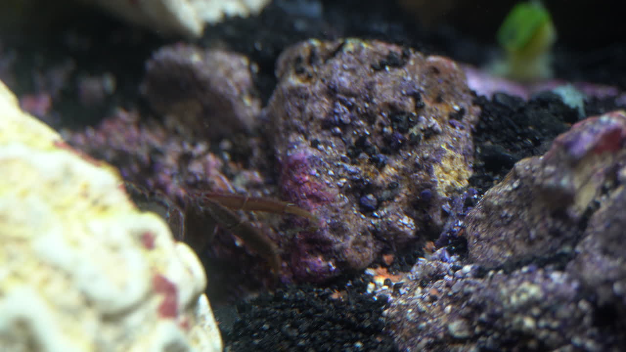 un cangrejo de garra roja recoge los detritos y se retira fuera de la vista