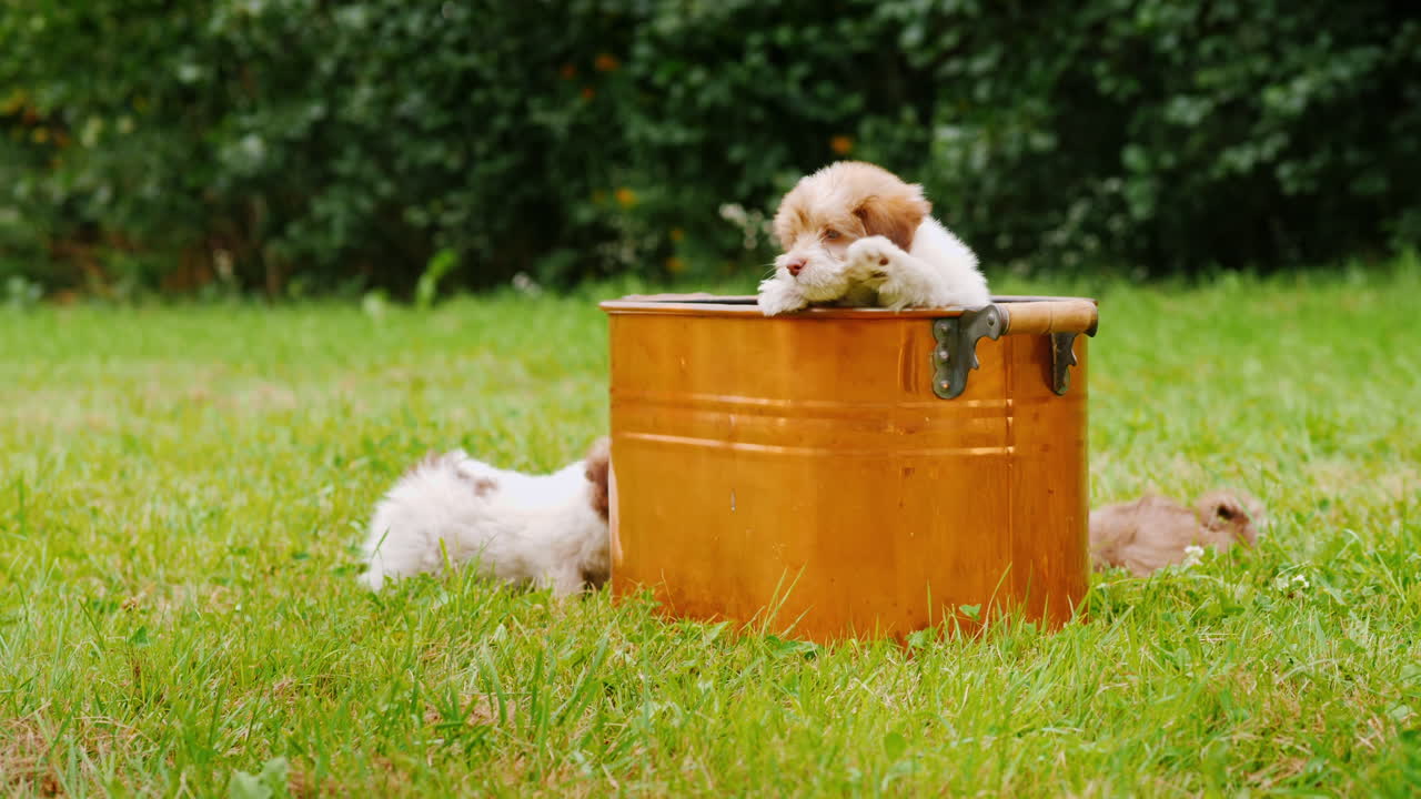 cachorros esponjosos juegan cerca de un balde de cobre