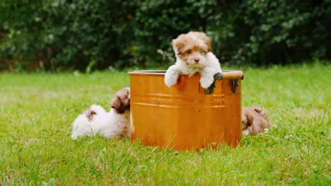 Fluffy-Puppies-Play-Near-A-Copper-Bucket