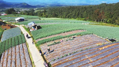 Vista-Aérea-De-Los-Agricultores-Están-Cosechando-Plantaciones-De-Hortalizas-En-El-Campo-Agrícola-En-La-Ladera-De-La-Montaña---Monte-Sumbing,-Indonesia