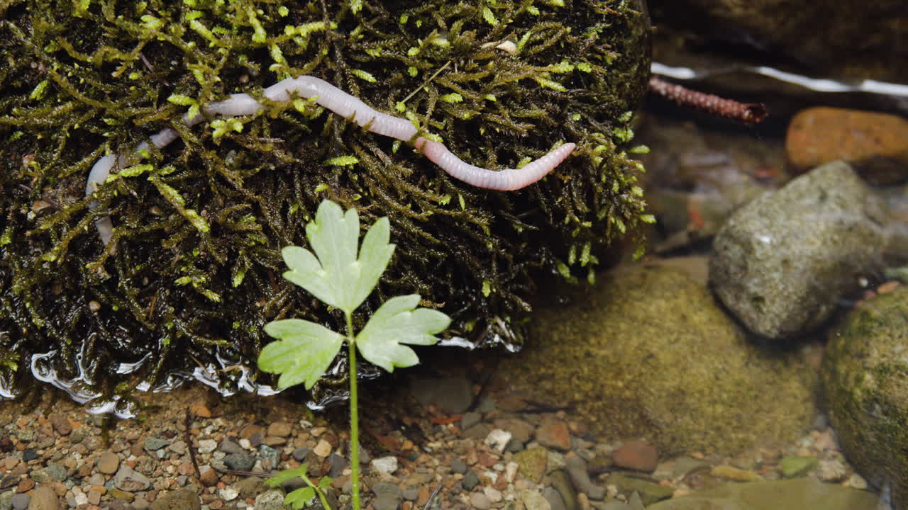 lombriz de tierra arrastrándose sobre roca cubierta de musgo en el río