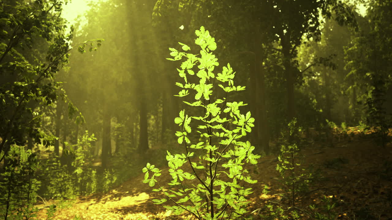 Sunlight filters through trees highlighting a green plant in the forest