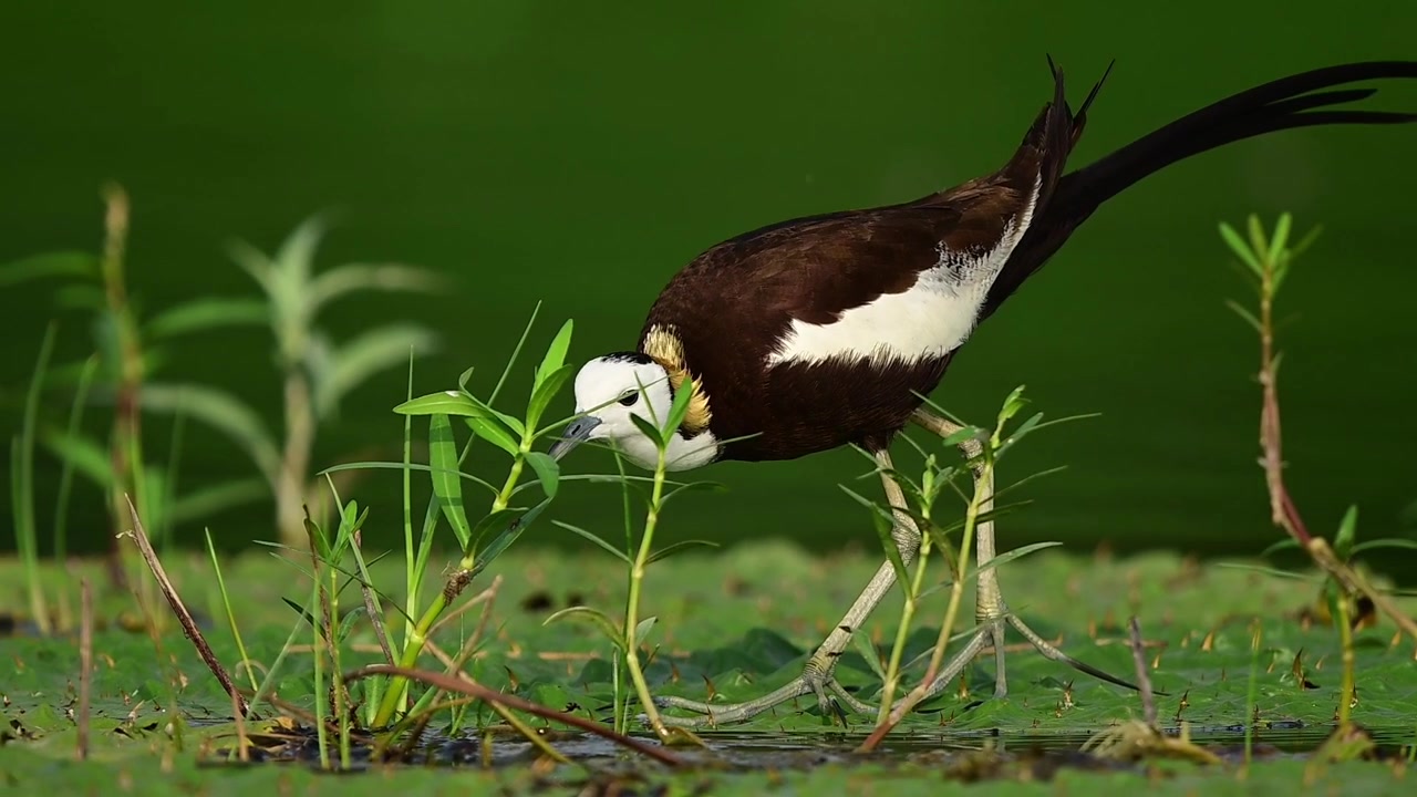 Una splendida jacana dalla coda di fagiano selvatica, originaria dell'Asia meridionale, catturata in movimento mentre attraversa con cautela la fitta flora di un ecosistema palustre.