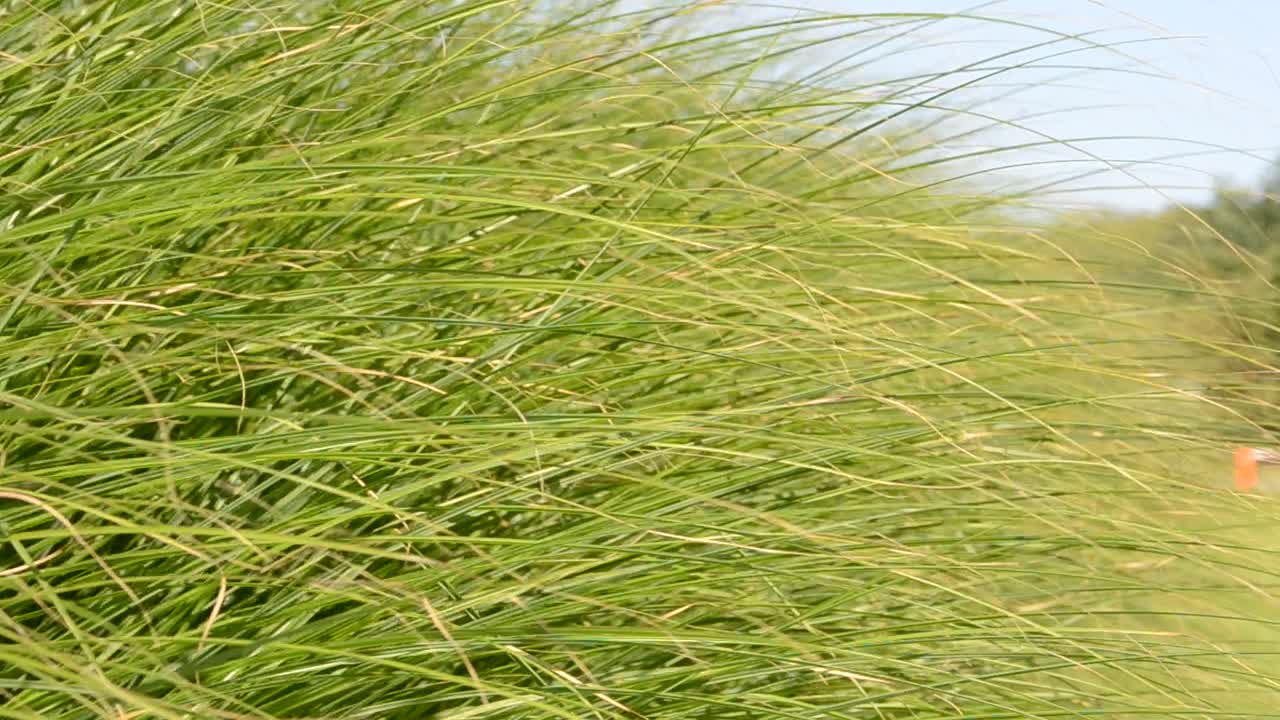 Erba