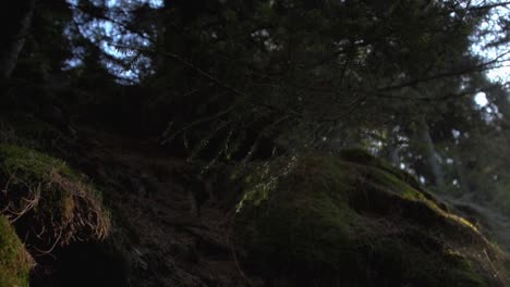 pan shot of slowly moving spruce brush and sunshine