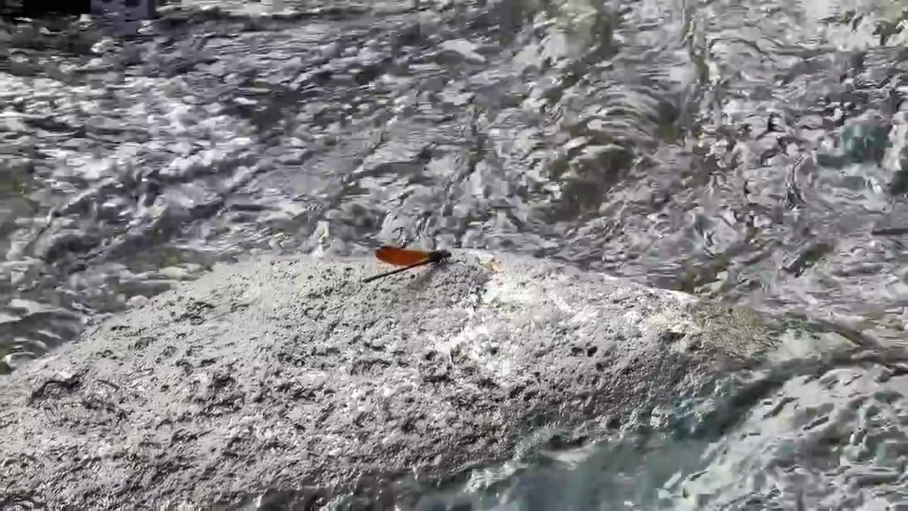 Orange Dragonfly Resting on a Rock in a Flowing Stream