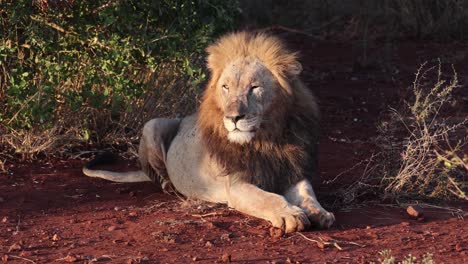 Golden-side-lighting-on-male-Black-Mane-Lion-lying-on-morning-savanna