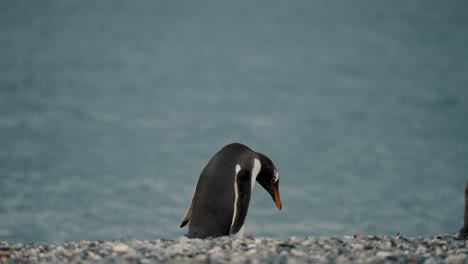 Pingüino-Papúa-Caminando-Por-La-Playa-En-Isla-Martillo,-Tierra-Del-Fuego,-Argentina---Plano-De-Seguimiento