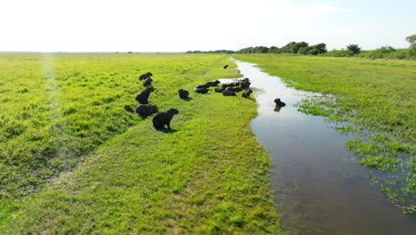Capybaras Along Swamp In Los Llanos, Apure, Venezuela - Drone Shot