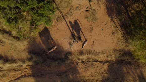 Sombras-De-Cebras-Salvajes-En-La-Tierra-De-La-Sabana-Africana-Al-Atardecer,-Aérea