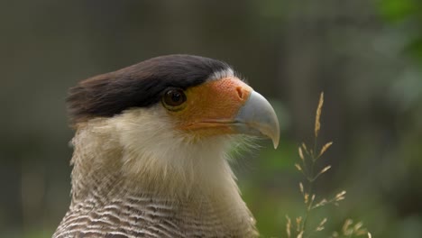 Close-up-of-a-Southern-Crested-Caracara-against-beautifully-blurred-background