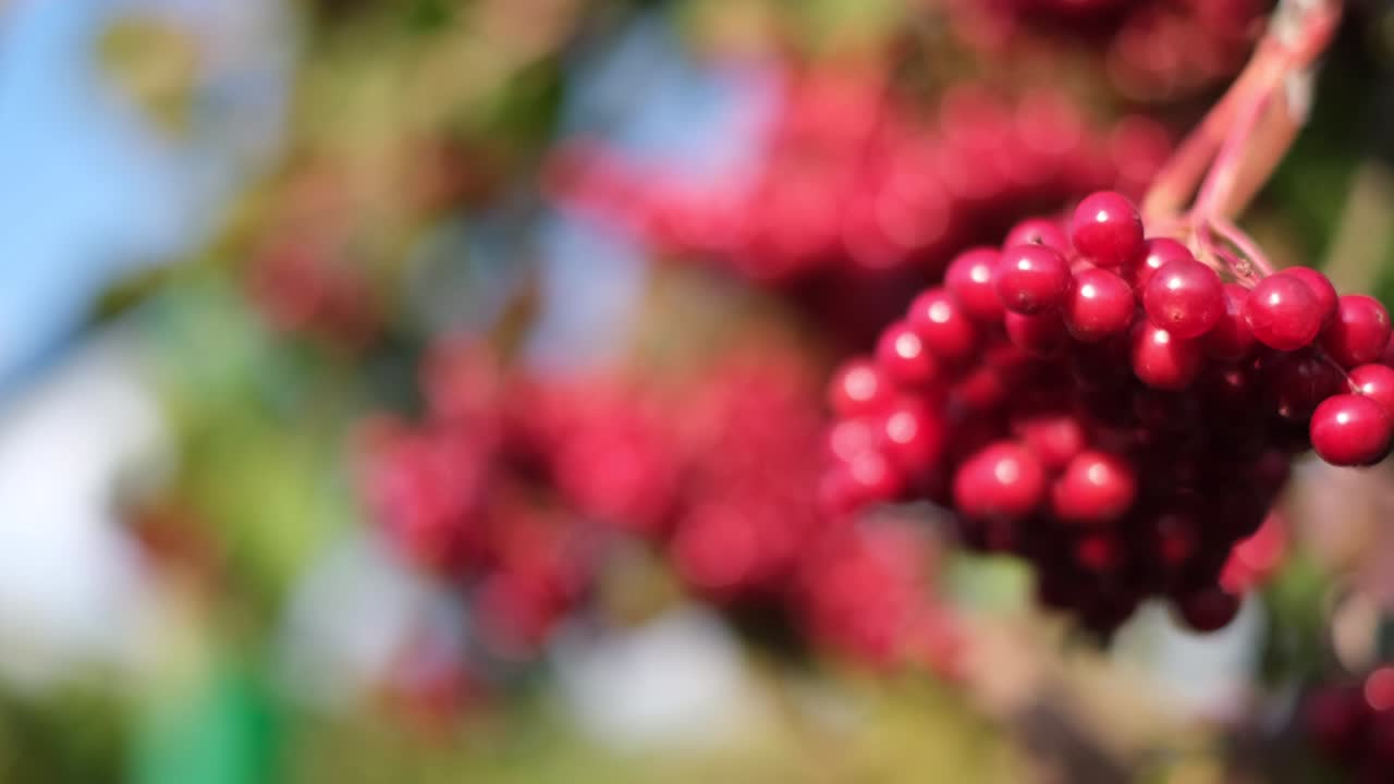 은 viburnum 딸기 - 비타민 c