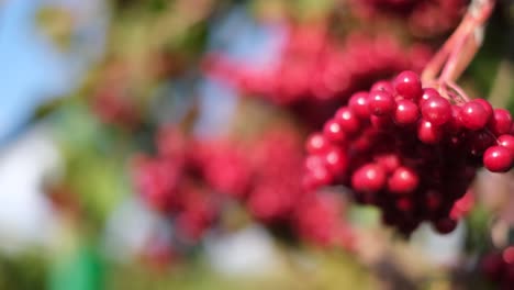 hermosa fresa de viburnum rojo. vitamina c