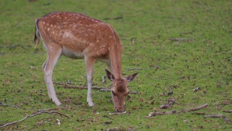 un animal ciervo pastando en un entorno de parque natural