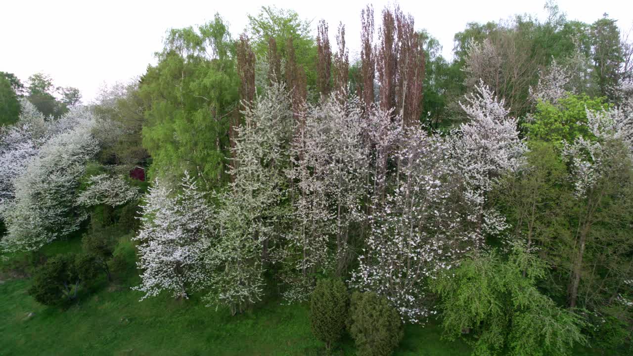 cerezos en flor blanca en un valle