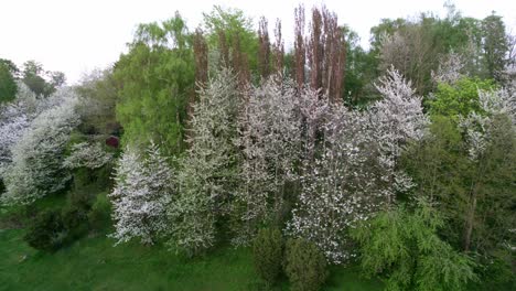 Weiße-Kirschblütenbäume-In-Einem-Tal