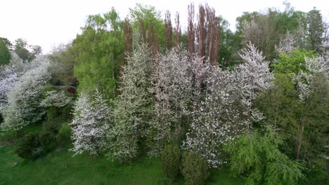 cerezos en flor blanca en un valle