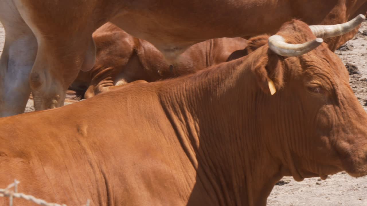 Panoramica dalla testa alla groppa di una mucca marrone seduta a terra in Andalusia, Spagna