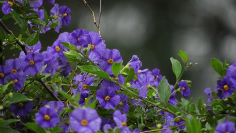 hermosas flores violetas y violetas profundas con hojas de color verde esmeralda y gotas de lluvia durante un día lluvioso