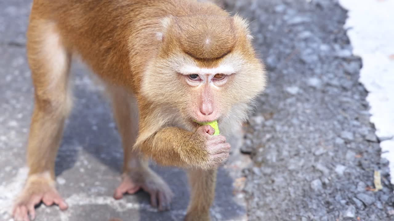 한 원이가 태국 푸켓의 카오랑 전망대에서 빛이 비치는 길에서 간식을 즐기며 자연스러운 행동과 호기심을 보여준다.