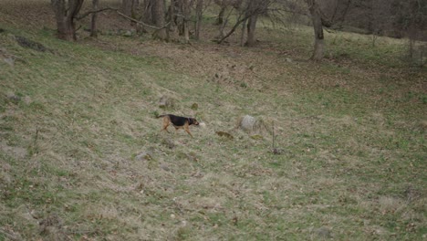 dog in the woods