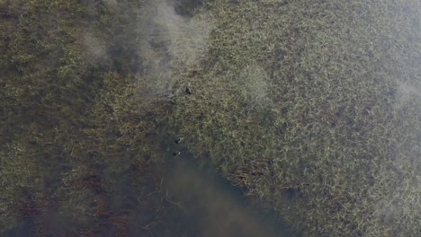 Vista-De-Arriba-Hacia-Abajo,-Pájaros-Del-Lago