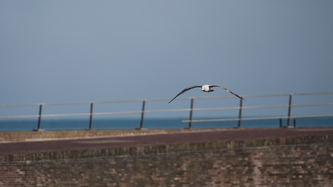 чайка, летящая возле маяка