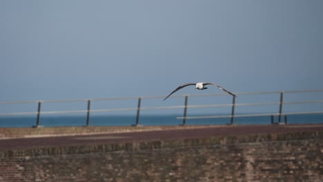 gaviota volando cerca del faro