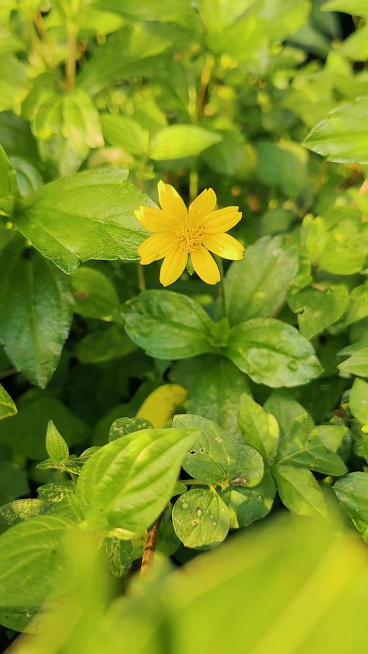 Single Yellow Flower Blooming Amidst Lush Green Foliage
