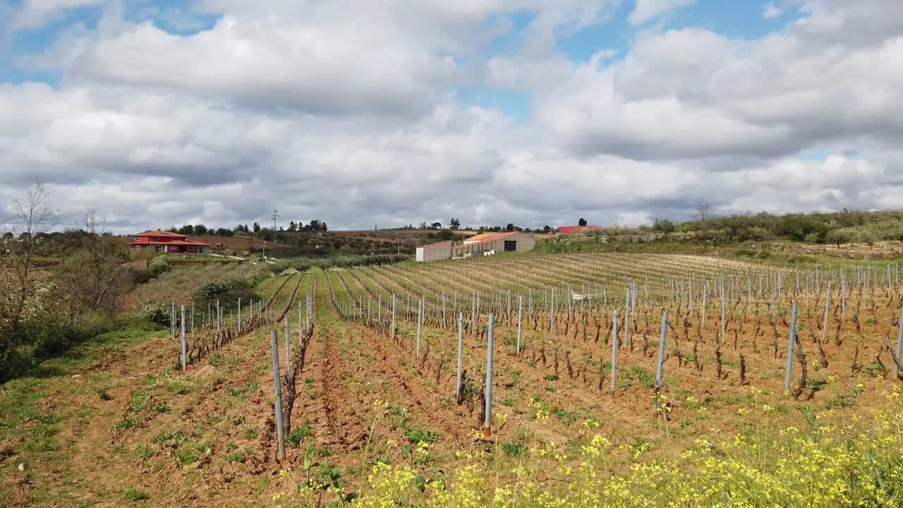 Field of vines with metal supports in the springtime in Portugal