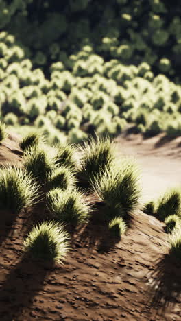 desert hillside with grassy tufts