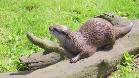 group of young playful otters