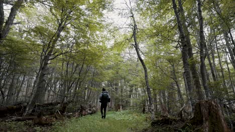 hiking through the forest near laguna esmeralda in ushuaia, tierra de fuego, argentina