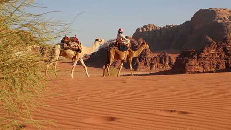 camel train with bedouin driver moves across the vast desert landscapes of wadi rum in the saudi deserts of jordan 2