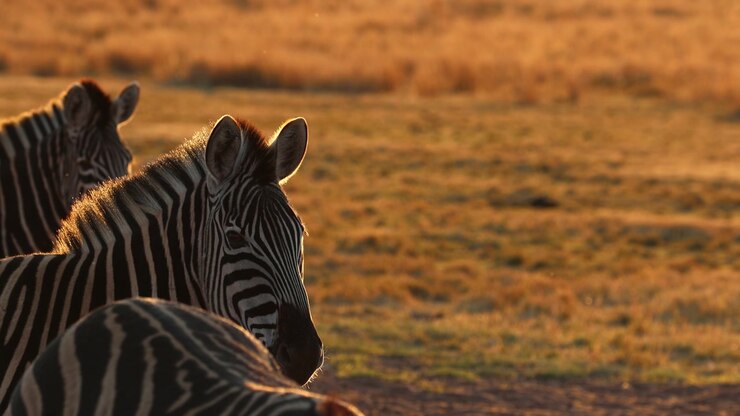 Zebre di Burchell in allerta in un campo retroilluminate dalla luce dorata del tramonto. Teleobiettivo