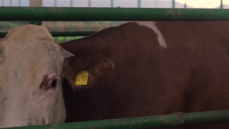 En-Turquía,-Países-De-Medio-Oriente,-Cuidado-De-Las-Vacas,-Ordeño,-Alimentación-De-Forraje,-Leche-De-Vaca-En-La-Granja.